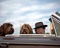 4 Tips for taking your pets on a road trip
